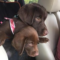 David Ann Brown's profile image