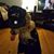 Lisa Haluck's profile image