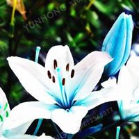 Judah Annecorinne's profile image