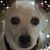 Patricia Larenas Purcell's profile image