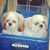 Ruffy-Mylo Gonzalez Landin's profile image