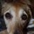 Linnea Matthiesen's profile image