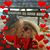 Maria Ibarrola's profile image