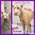 Amanda Richelle Morgan's profile image