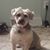 Patti Puckett Young's profile image
