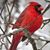 Roxann Hutchison's profile image