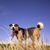 Cindy Lyman's profile image