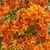 Radek A Marie Krizek's profile image