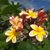 Debbie Simas's profile image