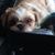 Karen Northrop-Babineau's profile image