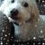 Victoria Stonebraker's profile image