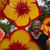 Lucy Grieco Straut's profile image