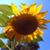 Carol Habig's profile image
