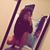 Macayla Budlong's profile image