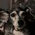 Tosca Angel Ford's profile image