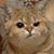 Nicole L Tennant's profile image