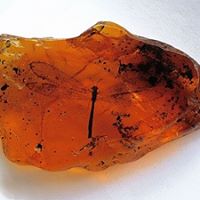 Sharon Cabral's profile image