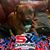 Sheri Lalicata's profile image