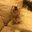 Tashia Seeba's profile image