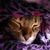 Dee Leps's profile image