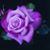 Marion Dettore Hoster's profile image