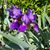 Janet Barth Denney's profile image
