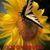 Nancy Girouard Perry's profile image
