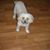 Dave Nicpon's profile image