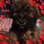 Carol Mormino's profile image