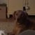 Victoria Elizabeth Lombardini-Tesch's profile image