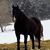 Cheryl Sease's profile image