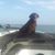 Danny Phillips's profile image