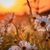 Susan Jenkins's profile image