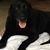 Steven D. Bonham's profile image