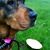 Max Dogma's profile image