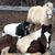 Alisa L. Lassiter's profile image