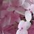 Sharon Pfenninger Dobra's profile image
