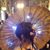 Blossom Savolainen's profile image