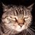 Susan Beach's profile image