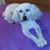 Cheri Ann Hansen's profile image
