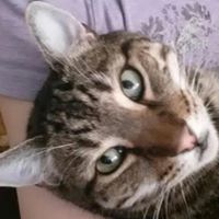 Nicole Blankenship's profile image