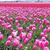 Jody King-Peterson's profile image