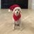 Alison Graziano Cosgrove's profile image