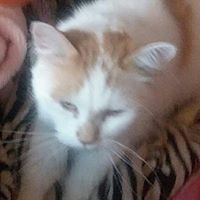 Marisha Pederson's profile image