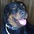 Papik Montes's profile image