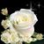 Xochitl Guadalupe's profile image