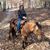 Michelle Cowen Roll's profile image