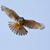 Cesca Bird's profile image