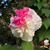Marilyn Montgomery Lambert's profile image