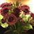 Amy Eaton Herendeen's profile image